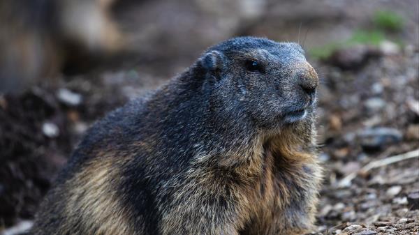Otter Animal Furry Wallpaper