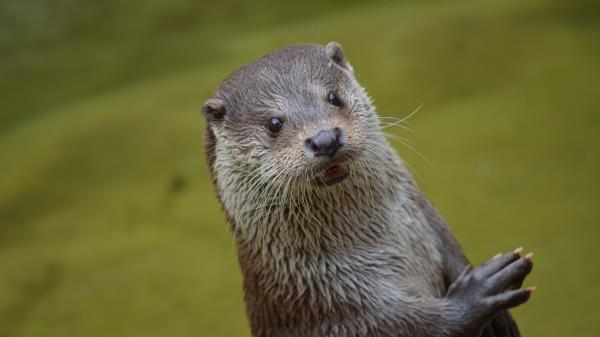 Otter Look Beast Wallpaper