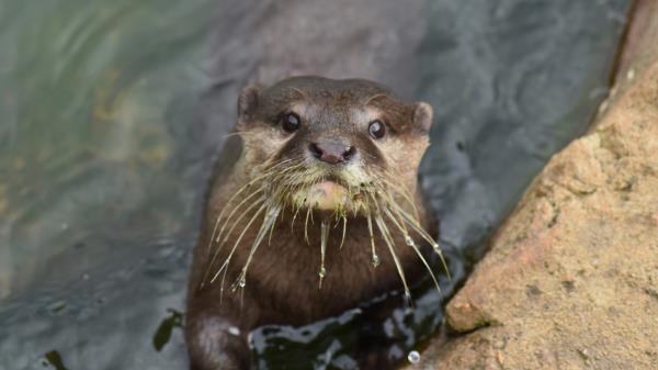 Otter Muzzle Cute Water Wallpaper