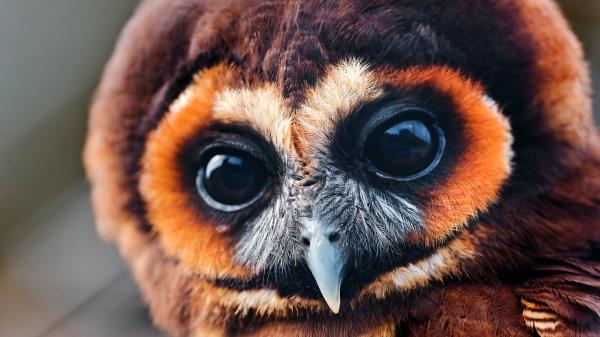 Owl Baby Muzzle Eyes Feather Wallpaper