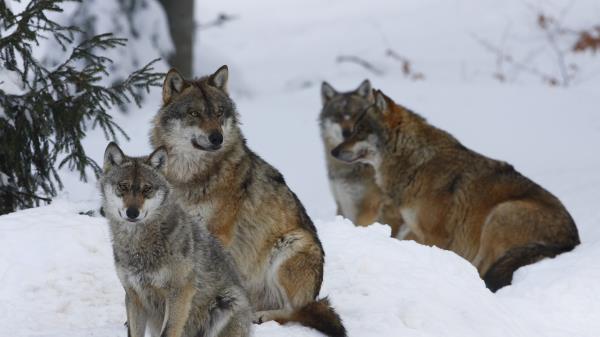 Pack Wolves Winter Snow Forest Wallpaper