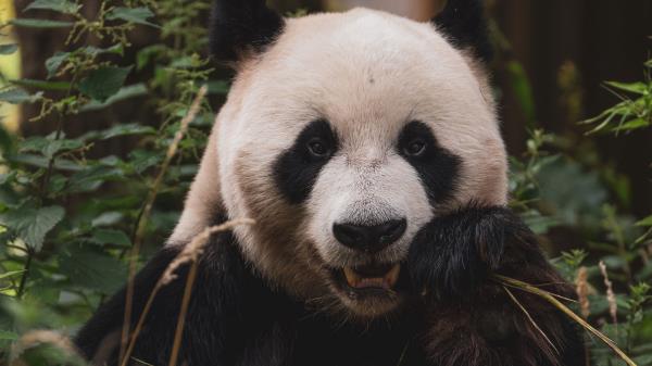 Panda Animal Face Wallpaper