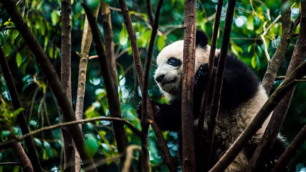 Panda Bear Bamboo Wallpaper