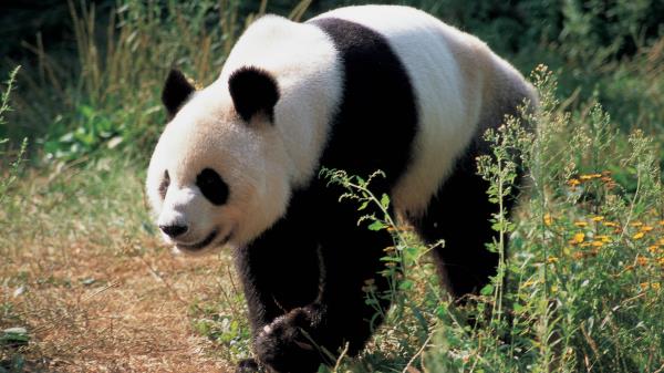 Panda Bear Grass Wallpaper