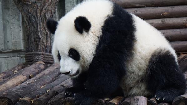 Panda Bear Sits Wallpaper