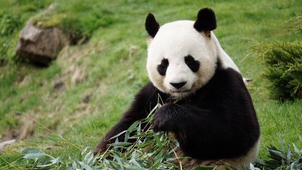 Panda Funny Animal wallpaper