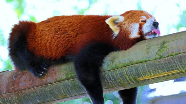 Panda Lesser Panda Red Panda Branch Rest Sleep Wallpaper
