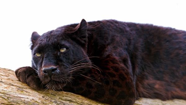 Panther Down Big Cat Carnivore Nap Wallpaper
