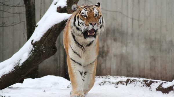 Papa Tiger Snow Wallpaper