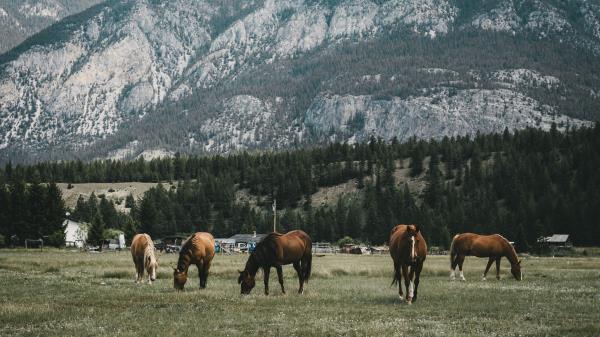 Pasture Horses Mountains Wallpaper