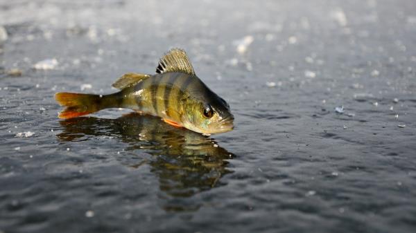 Perch Ice Fishing Winter Reflection Wallpaper