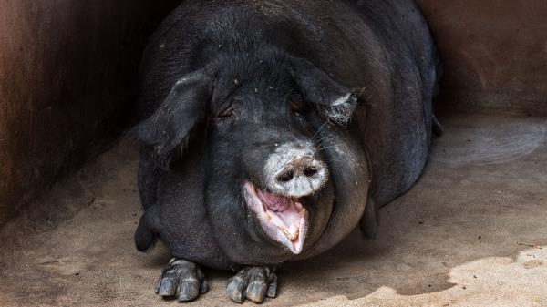 Pig Fat Muzzle Funny Wallpaper