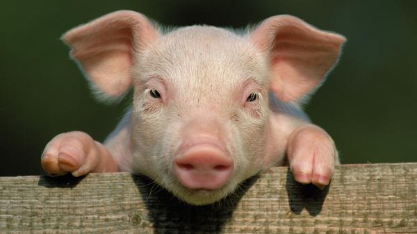 Pig Little Pig Countryside Hooves Close Up Face Wallpaper