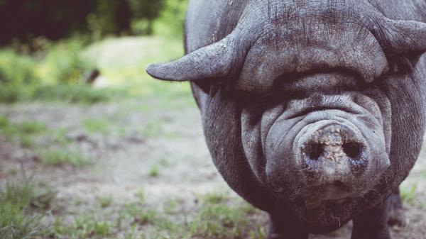 Pig Muzzle Nose Fat Wallpaper