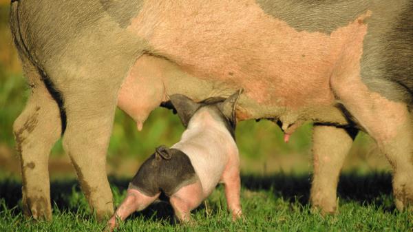 Pig Pigs Mammals Wallpaper