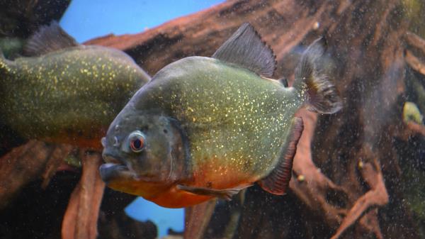 Piranha Fishes Predator Scales Spangles Wallpaper