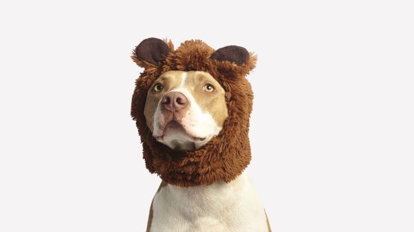 Pit Bull Dog Hat Cool Funny wallpaper