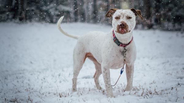 Pit Bull Terrier Dog Snow Collar Wallpaper