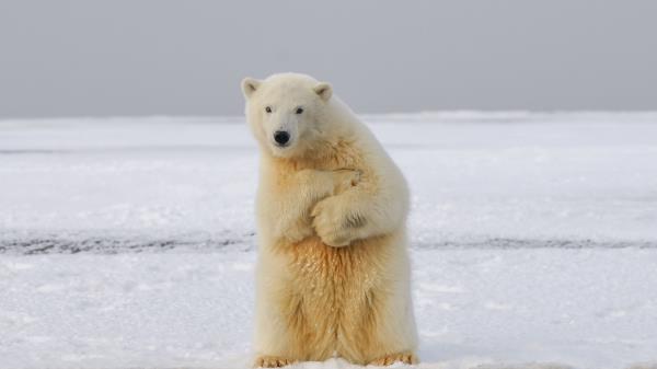 Polar Bear Bear Funny Wallpaper