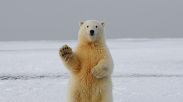 Polar Bear Bear Paw Wallpaper