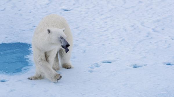 Polar Bear Bear Predator Photo Wallpaper