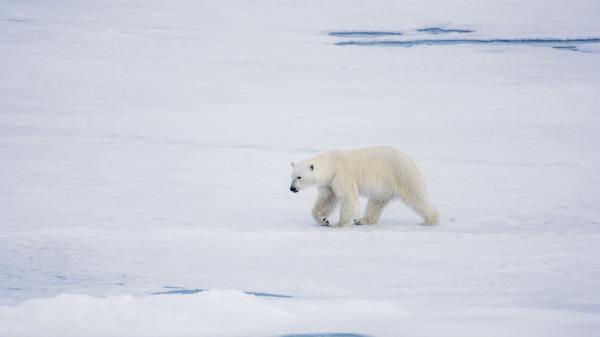Polar Bear Bear Predator Wallpaper