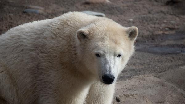 Polar Bear Bear White Wallpaper