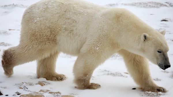 Polar Bear Snow Winter Wallpaper