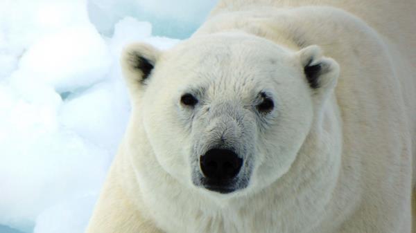 Polar Bear White Bear Predator Wallpaper