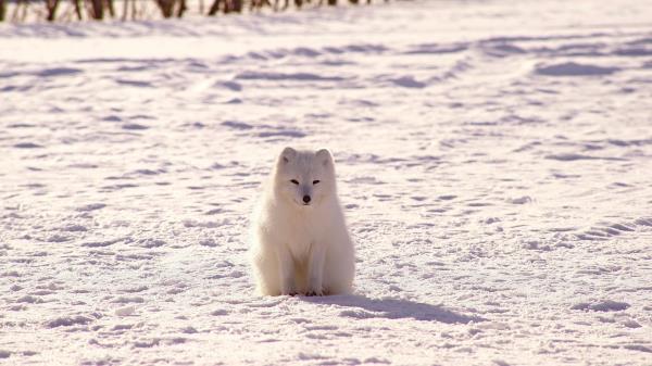Polar Fox Arctic Fox Snow Wallpaper