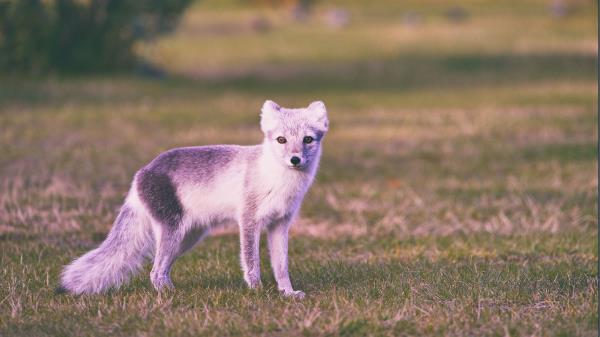 Polar Fox Grass Walk Wallpaper