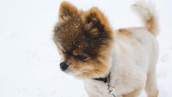 Pomeranian Pom Pom Spitz Puppy Dog Leash Wallpaper