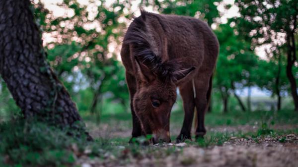 Pony Horse Grass Food Wallpaper