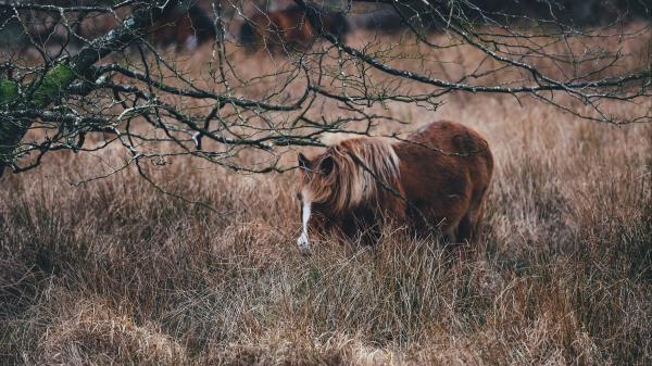 Pony Horse Grass Pasture Wallpaper