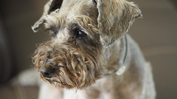 Poodle Dog Muzzle Wallpaper