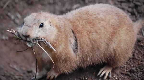 Prairie Dog Meerkats Branches Muzzle wallpaper