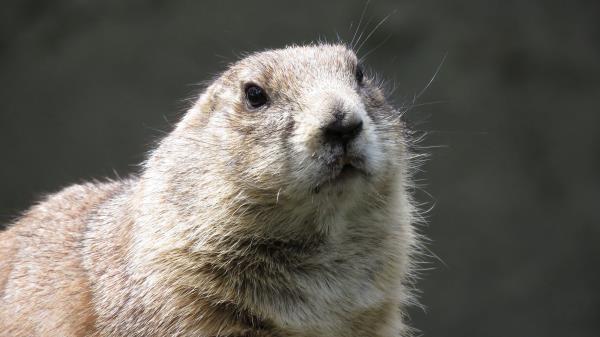 Prairie Dog Rodent Muzzle Wallpaper