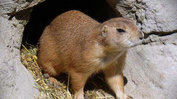 Prairie Dog Walk Sunlight Wallpaper