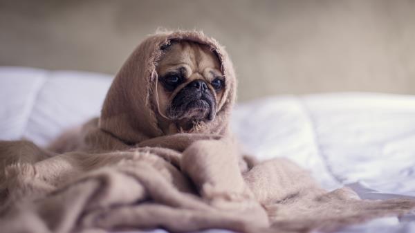 Pug Dog Blanket Wallpaper