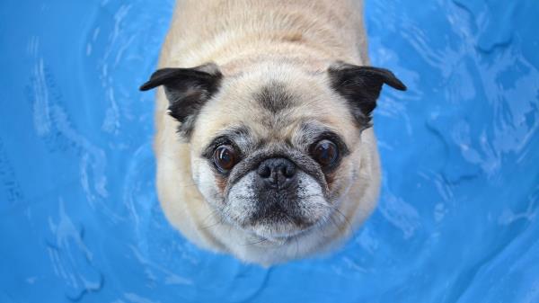 Pug Dog Funny Wallpaper