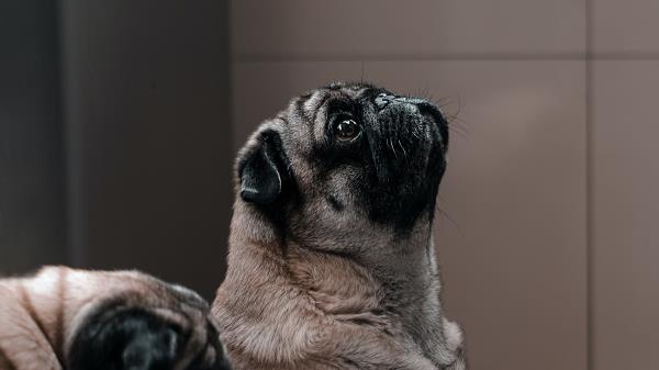 Pug Dog Glance Wallpaper