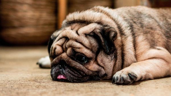 Pug Dog Tongue Hanging Out Wallpaper