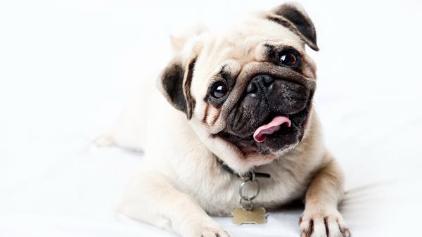 Pug Face Happy Look Puppy Wallpaper