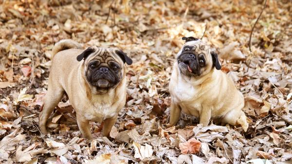 Pug Foliage Dogs Funny Wallpaper