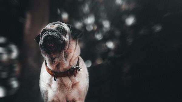 Pug Puppy Dog Wallpaper