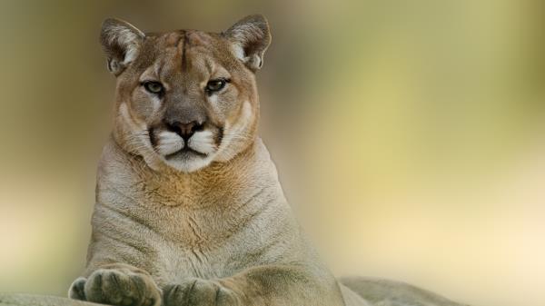 Puma Cougar Mountain Lion Wallpaper