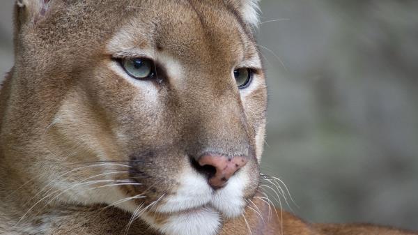 Puma Eyes Predator Wallpaper