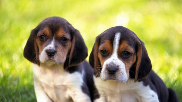 Puppies Couple Gras Wallpaper