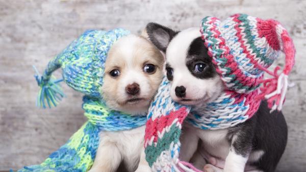 Puppies Dogs Couple Beautiful Caps Wallpaper