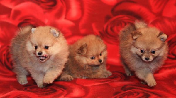 Puppies Dogs Three Playful Wallpaper